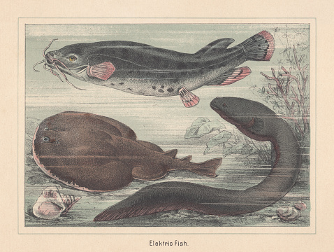 Electric fish species (from top to bottom): Electric catfish (Malapterurus electricus); Marbled electric ray (Torpedo marmorata); Electric eel (Electrophorus electricus). Hand-colored lithograph, published in 1885.