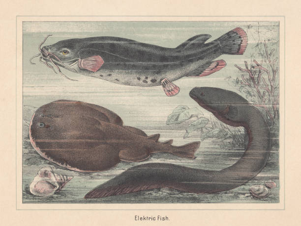 Electric fish species: catfish, ray, eel, hand-colored lithograph, published 1885 Electric fish species (from top to bottom): Electric catfish (Malapterurus electricus); Marbled electric ray (Torpedo marmorata); Electric eel (Electrophorus electricus). Hand-colored lithograph, published in 1885. delta amacuro stock illustrations