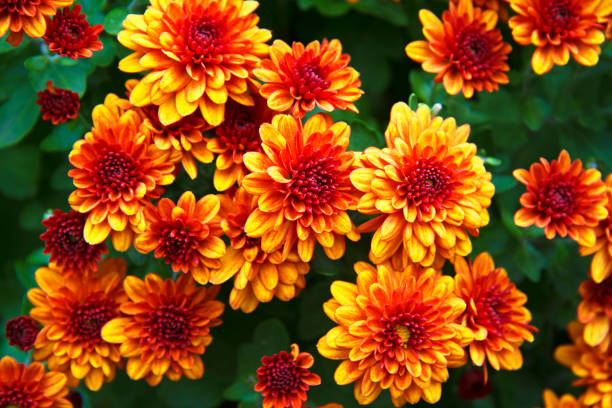istock Beautiful chrysanthemum flowers. Chrysanthemum wallpaper. 876173416