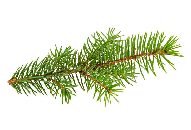 istock Branch of fir tree on white background 876173422