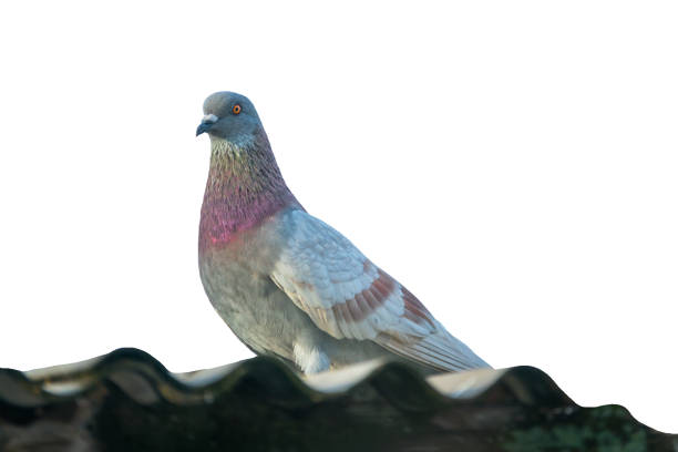 Pigeon or dove isolated clipping path white background. It rock pigeon is beautiful gray and brown. Domestic dove is stout body birds with short necks and common in many cities as the feral pigeon.