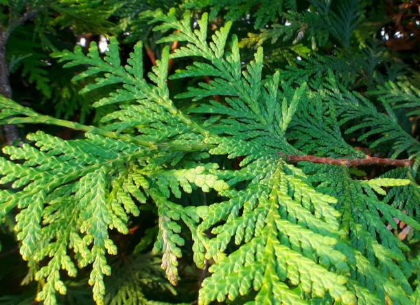 istock evergreen leaves before christmas 876175044