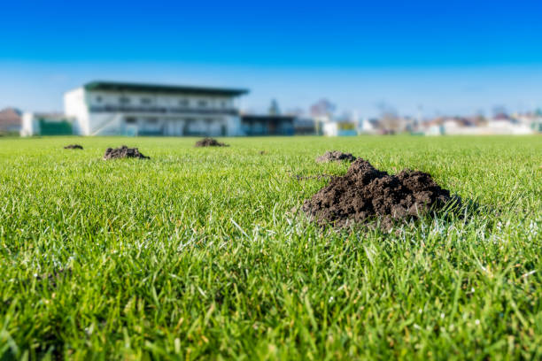 istock Many molehills / mole mounds on football (soccer) field 876177214