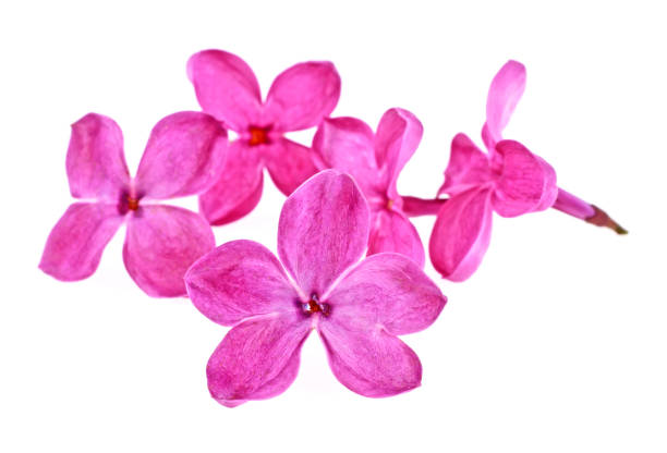 istock Violet lilac flowers isolated on a white background, close up 876177694