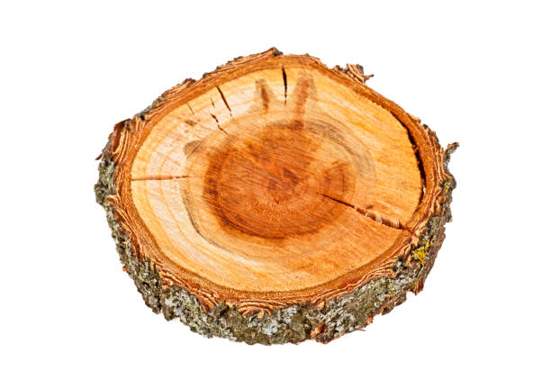istock Cross section of tree trunk isolated on white background 876177770