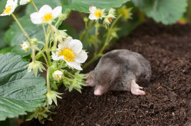 Mole out of its hole in strawberry garden
