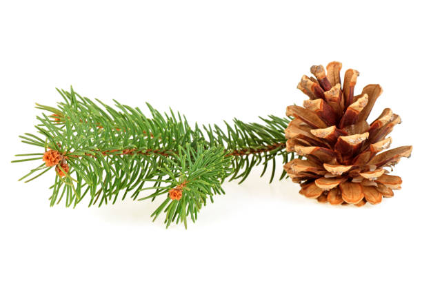 istock Pine cone and fir tree branch on a white background 876181762