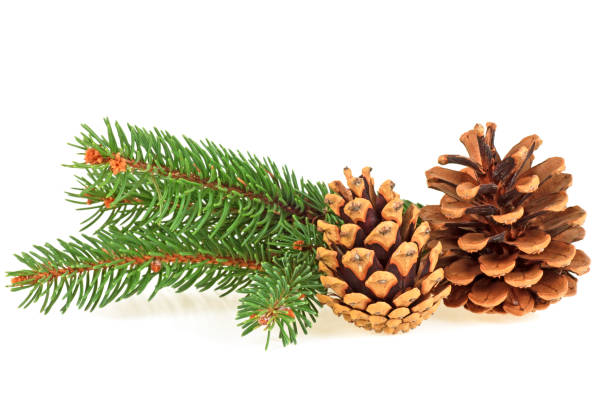 istock Christmas decoration - two pine cones and fir tree branches on white background 876182142