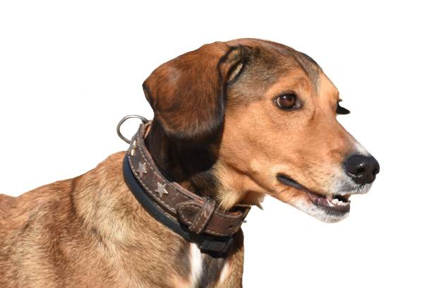 istock Canis lupus familiaris white background. 876182976