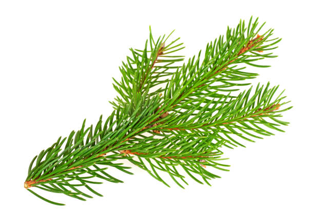 istock Branch of Christmas tree isolated on a white background 876186924