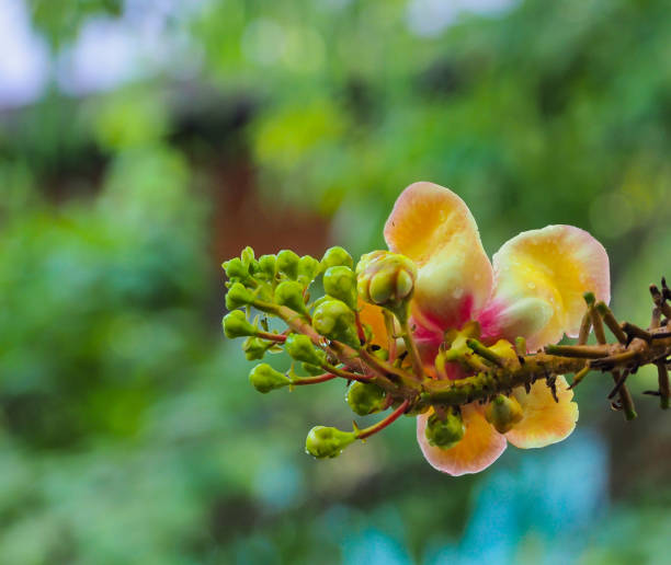 istock Blooming of Shorea Robusta flowers 876187012