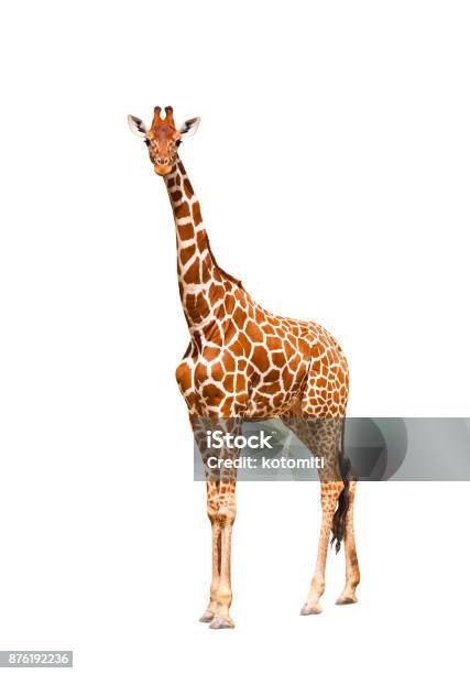 Photo libre de droit de Girafe banque d'images et plus d'images libres de droit de Girafe - Girafe, Objet ou sujet détouré, Fond blanc