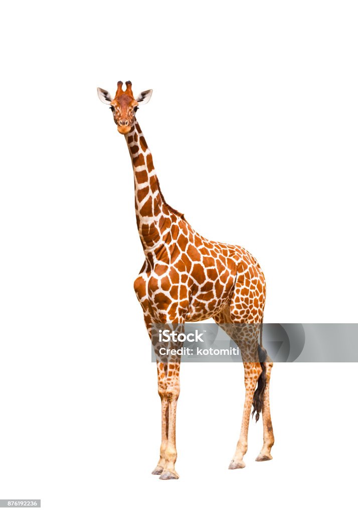 Giraffe Giraffe (Giraffa camelopardalis), isolated on white background"nPortrait of a giraffe isolated on white background Giraffe Stock Photo