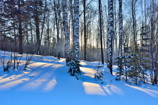 istock Winter Sunrise in the Birches Grove 876192284