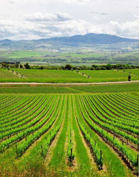 istock Gorgeous view on beautiful green vines 876192316