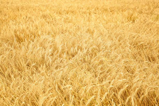istock Close up of ripe wheat ears 876192674