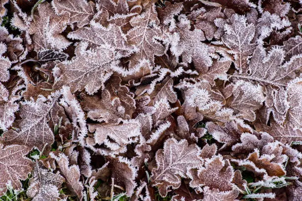 Frostnipped fallen Oakleaves on the green grass lawn