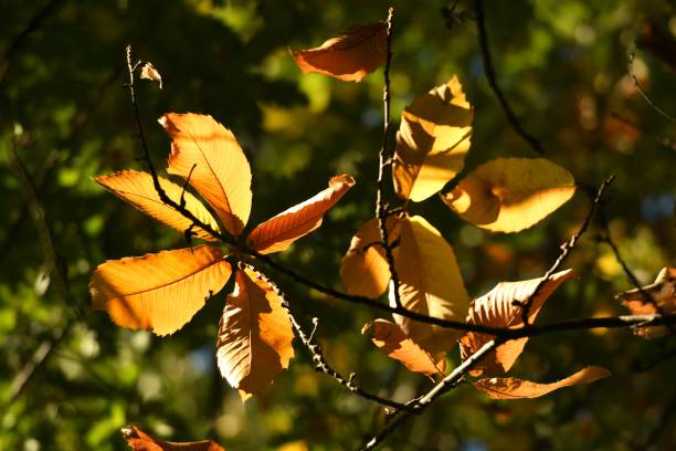 istock chestnut leaves in a tuscan forest during autumn. italy 876199614