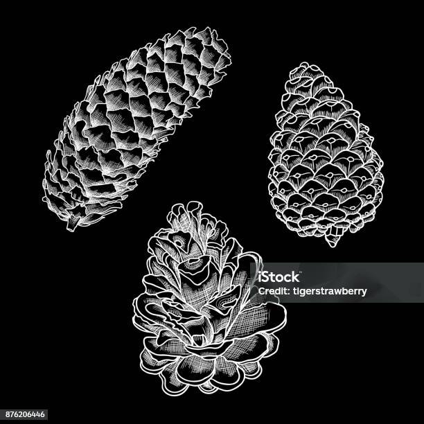 Set Of Vector Hand Drawn Black And White Realistic Of Pine Cones Collection Of Christmas Hand Drawn Fir Cones Cones Of Various Trees Cedars Firs Hemlocks Larches Pines And Spruces Stock Illustration - Download Image Now