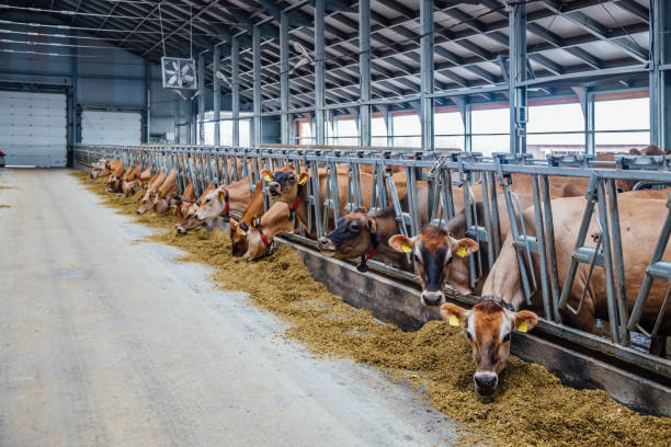istock Jersey dairy cows in a free livestock stall 876206452