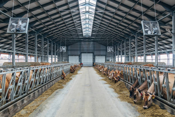 istock Jersey dairy cows in a free livestock stall 876208990