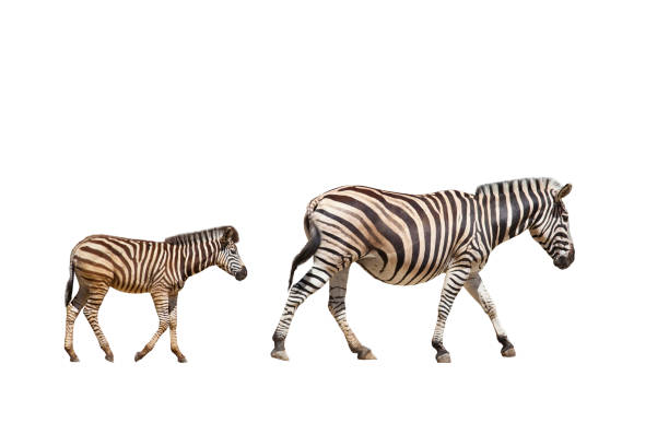 istock adult and young zebras 876212870