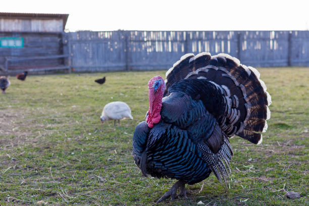 peru ao vivo na fazenda - turkey animal head bird white - fotografias e filmes do acervo