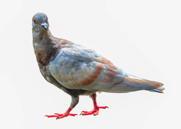istock Pigeon or dove isolated clipping path white background. 876219228
