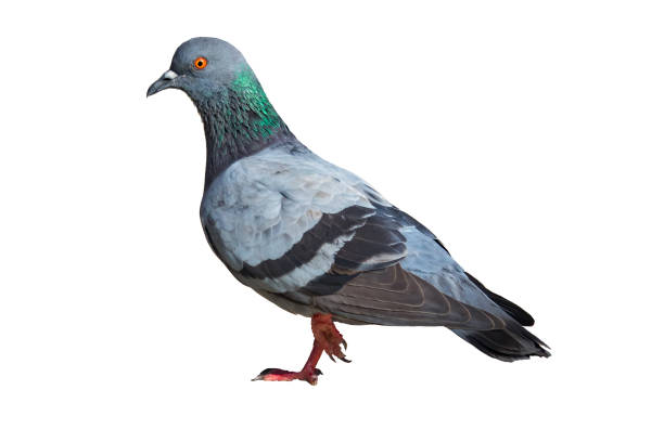 istock Pigeon or dove isolated clipping path white background. 876219250