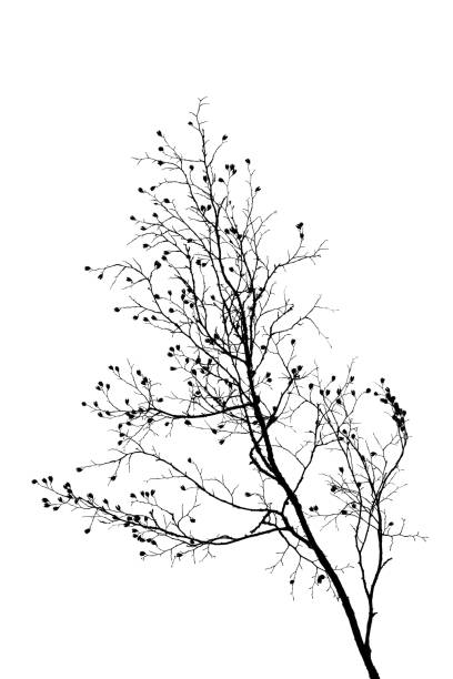 schwarz / weiß silhouette von einem ast buche - leaf white background beech leaf branch stock-grafiken, -clipart, -cartoons und -symbole