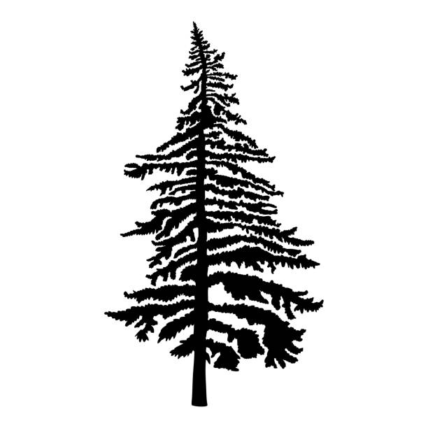 Pine tree isolated on white background, silhouette woods and fir tree for your design, isolated. vector larch tree stock illustrations