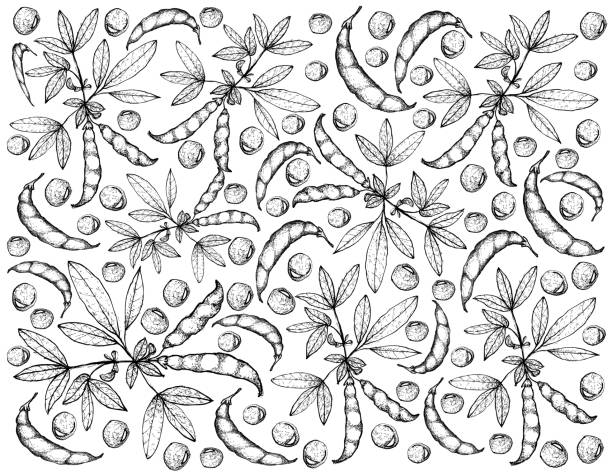 ręcznie rysowane gołąb grochu i cajanus cajan rośliny tło - vetch stock illustrations
