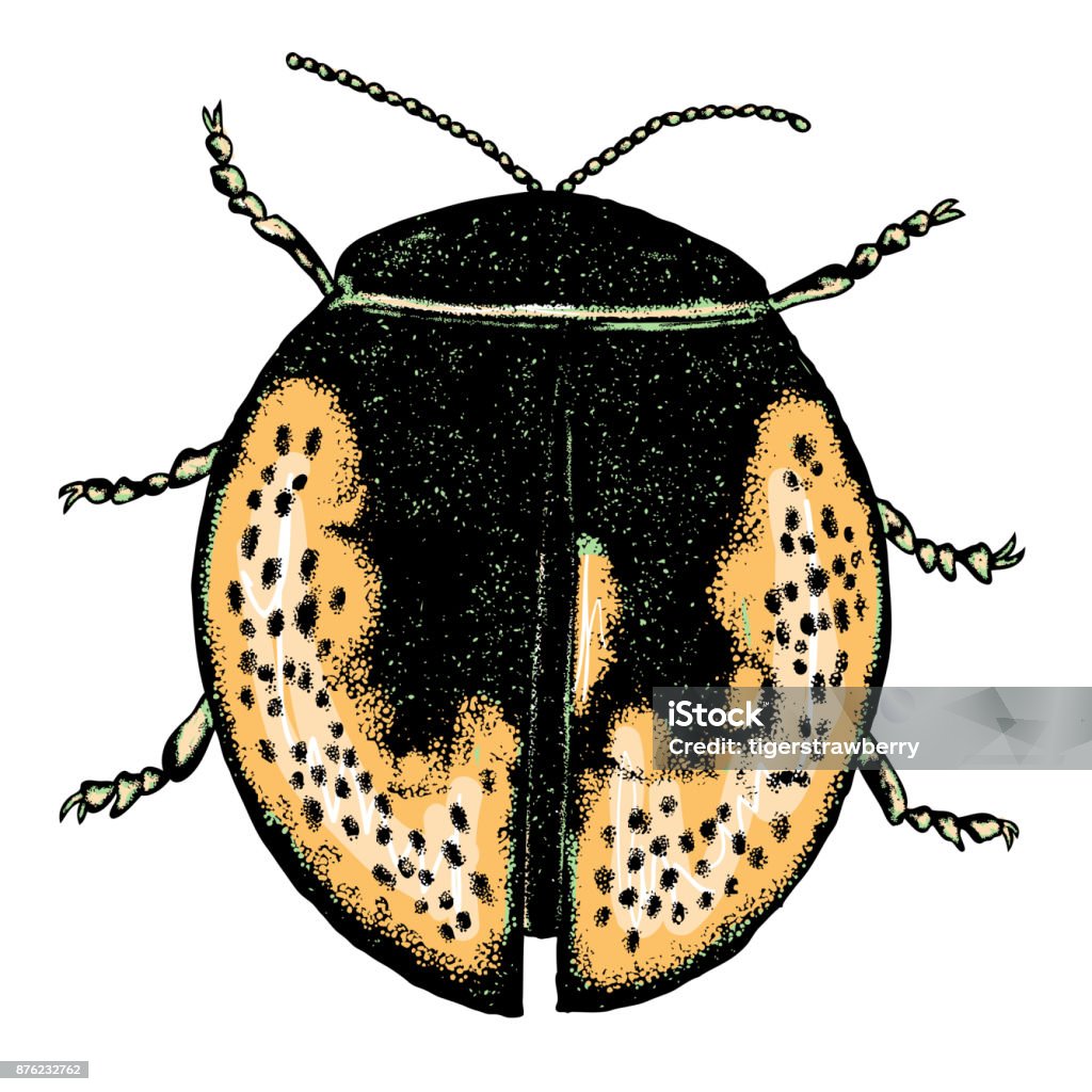 Shading Insect Color Insects Beetle Bug Colourful Species In Vintage Old Hand Drawn ...