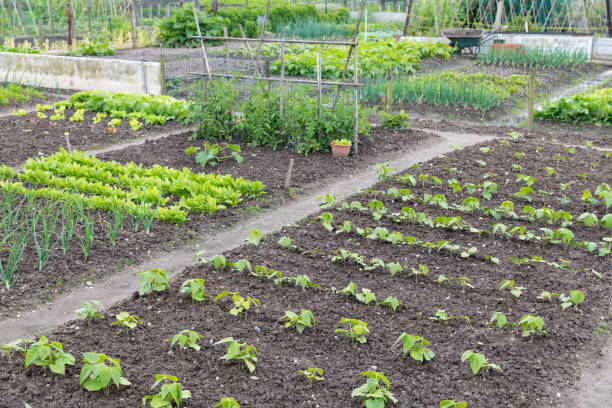 jardín de asignación en primavera con papas y cebollas - beet green fotografías e imágenes de stock