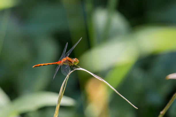 雄 ruby meadowhawk トンボ草のブレードに腰掛け - wing dragonfly animal eye blue ストックフォトと画像