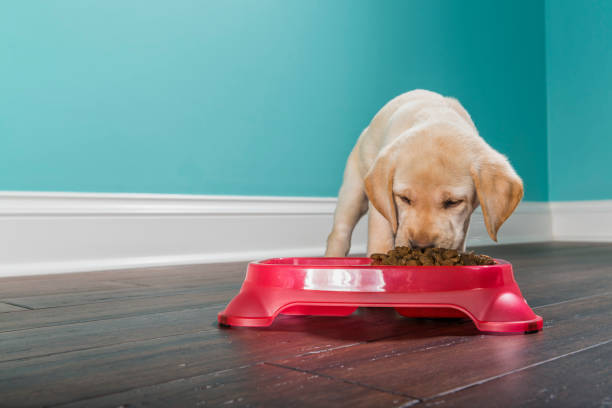 istock A Yellow Labrador puppy eating from a pet dish - 7 weeks old 876236434