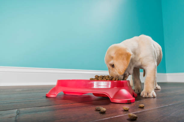 istock A Yellow Labrador puppy eating from a pet dish - 7 weeks old 876236478