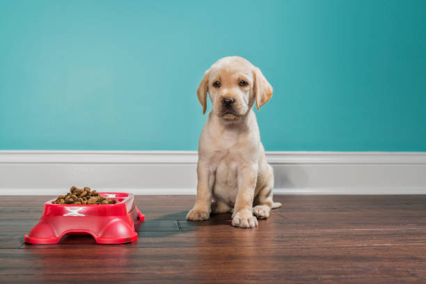 un cachorro de labrador amarillo esperando para comer, mirando a cámara - 7 semanas de edad - labrador amarillo fotografías e imágenes de stock