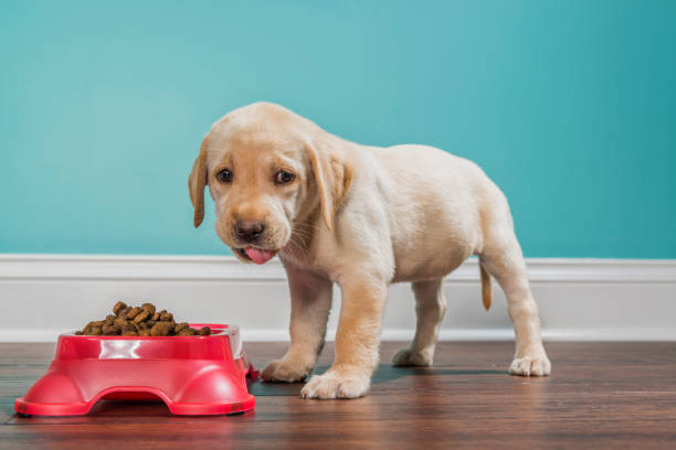 istock A Yellow Labrador puppy eating from a pet dish, looking at camera - 7 weeks old 876236654