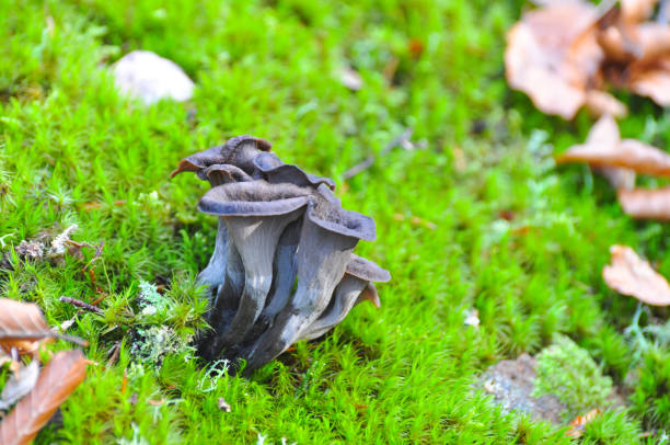 Horn of plenty mushrooms Craterellus cornucopioides in nature. The Black Trumpet fungi chanterelle edible mushroom gourmet uncultivated stock pictures, royalty-free photos & images