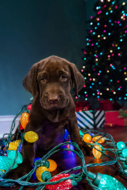 istock A Chocolate Labrador puppy curious about the Christmas decorations, looking at the camera - 8 weeks old 876236810