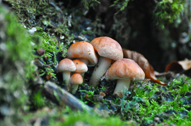 istock Group of mushrooms in forest. 876238894
