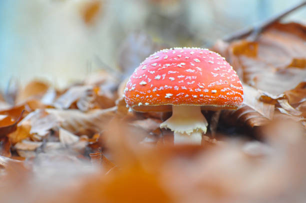 istock Amanita muscaria, magic mushroom in forest. 876240936