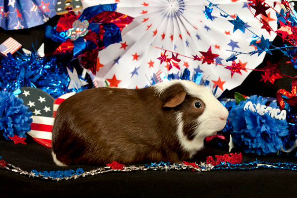 istock American Guinea Pigs (Cavia porcellus) 876241022