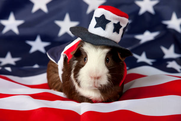 istock American Guinea Pigs (Cavia porcellus) 876241072