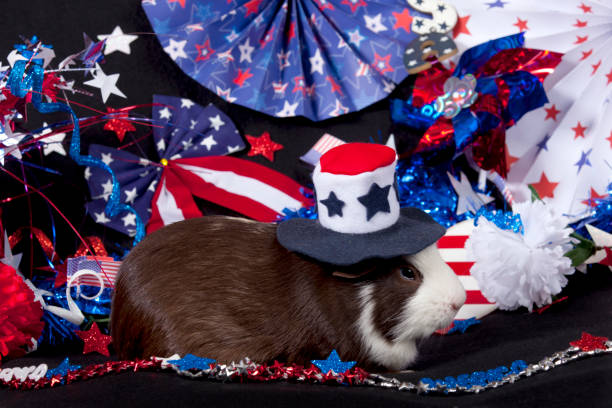 istock American Guinea Pigs (Cavia porcellus) 876241112