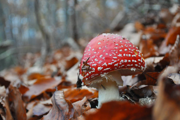 istock Amanita muscaria, magic mushroom in forest. 876241414
