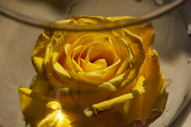 Yellow Rose in the Wineglass