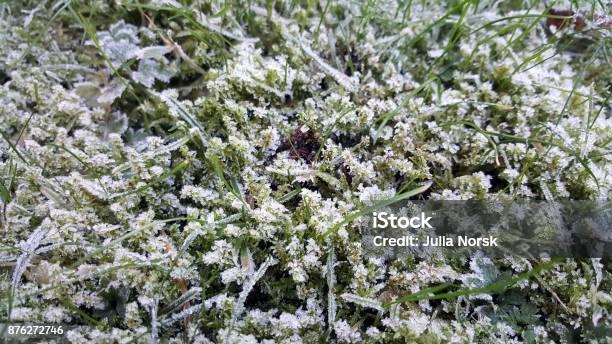 First Snow Stock Photo - Download Image Now - Beginnings, Grass, Green Color
