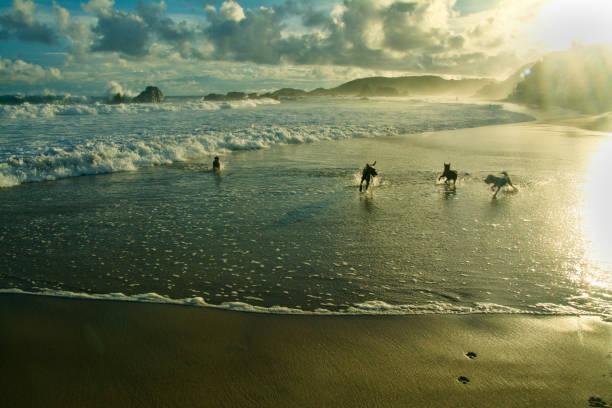 istock Playful Mexican Beach Dogs 876273798